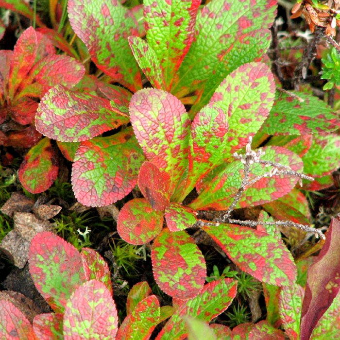 Arctostaphylos alpinus (5)